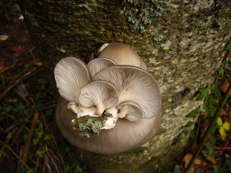Pleurotus colombinus?